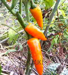 Tequila Sunrise Hot Peppers